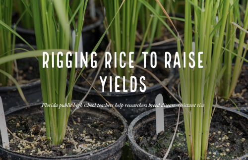 rigging rice to raise yields